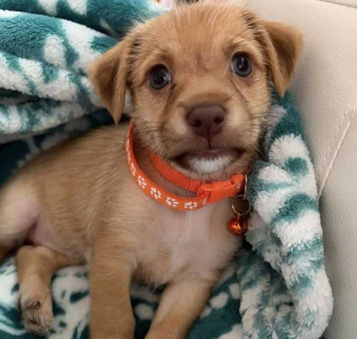 Photo of Twine Pup - Sisal