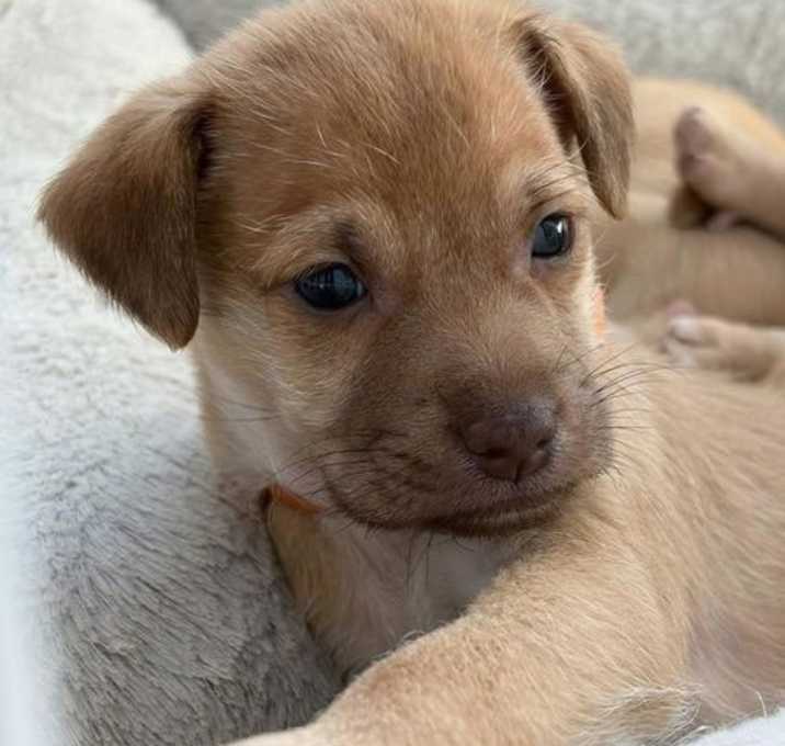 Photo of Twine Pup - Jute