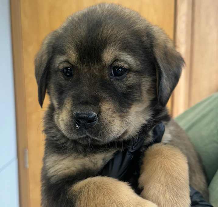 Photo of Furry Flair D25-218