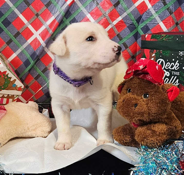 Photo of Dark Purple collar