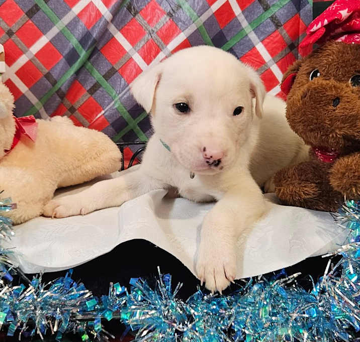 Photo of Light Blue Collar