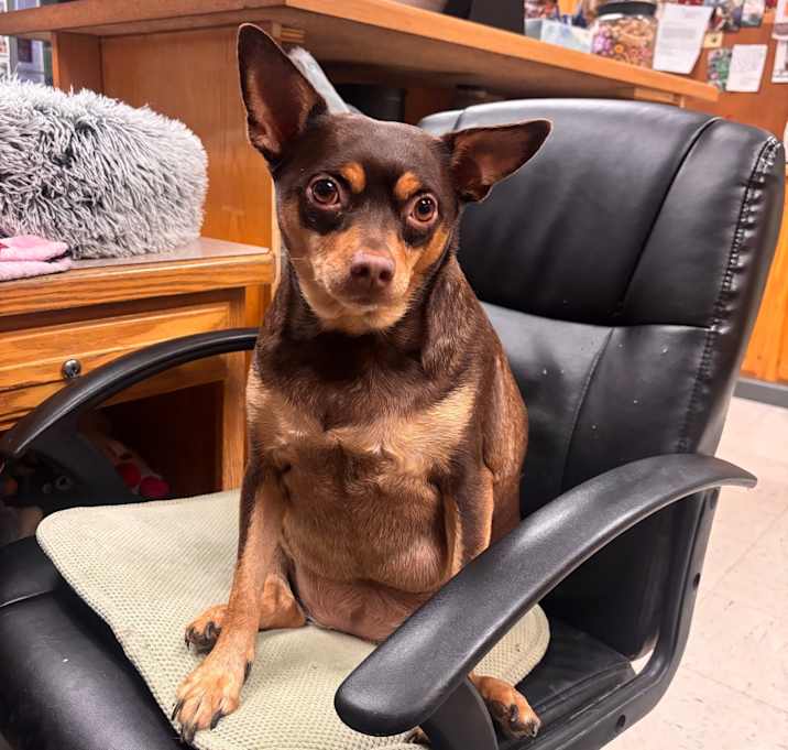 Photo of Lucy (Bonded to Maggie)