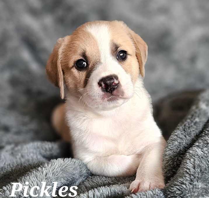 Photo of Pickles