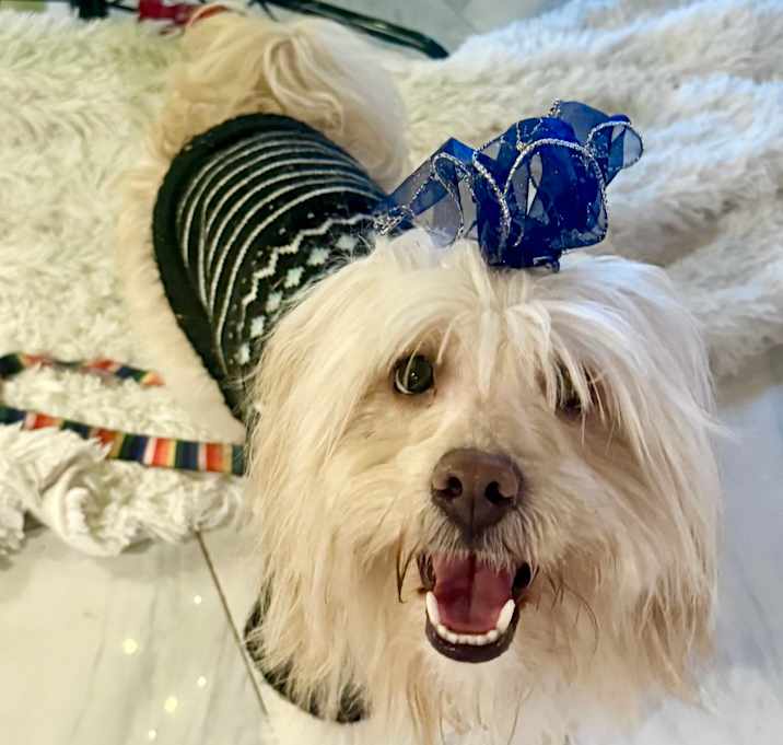 Photo of Benji C-34480