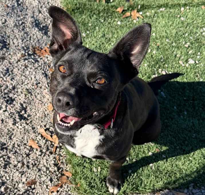 Photo of Daisy aka Teeny