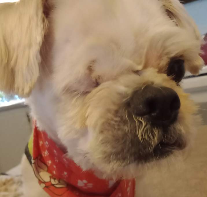 Photo of Jeb (PA) loves toys!