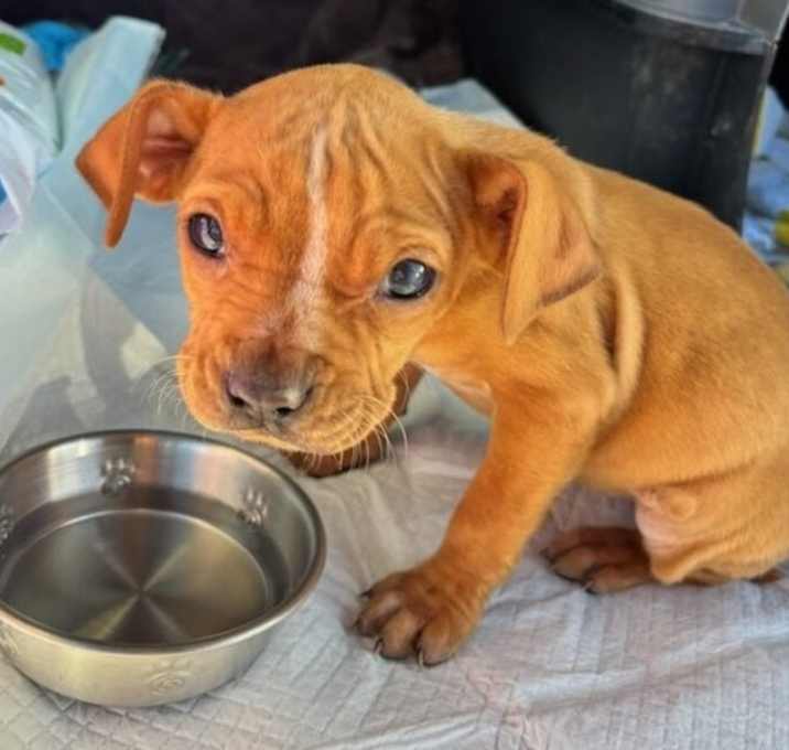 Photo of Kallen Rua (TN) sweet!