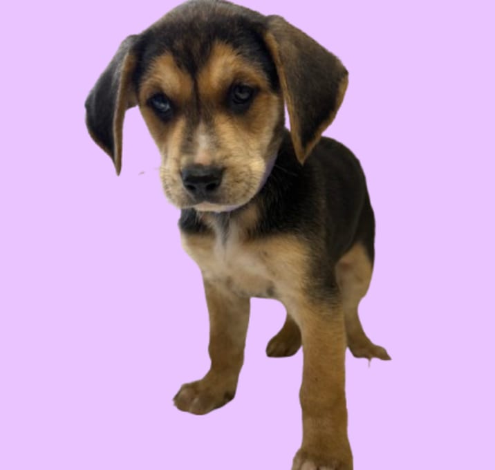 Photo of TUSC-Stray-83015