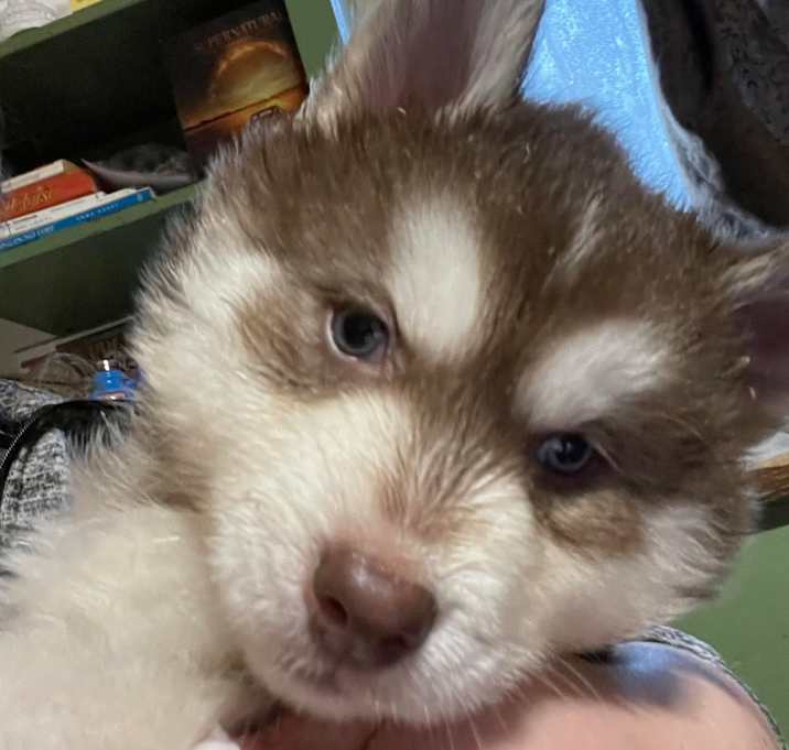 Photo of Prost (Yellow collar)