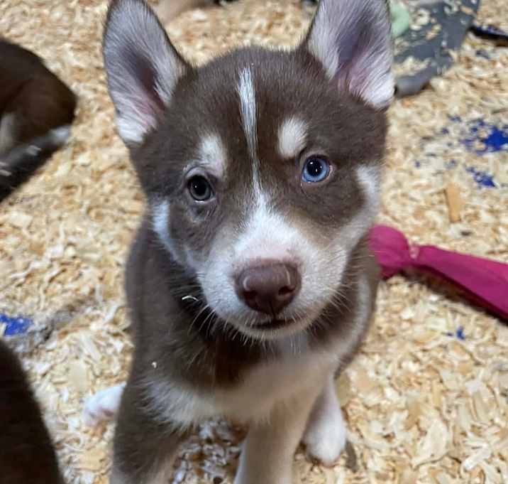 Photo of Bruce (Beige Collar)