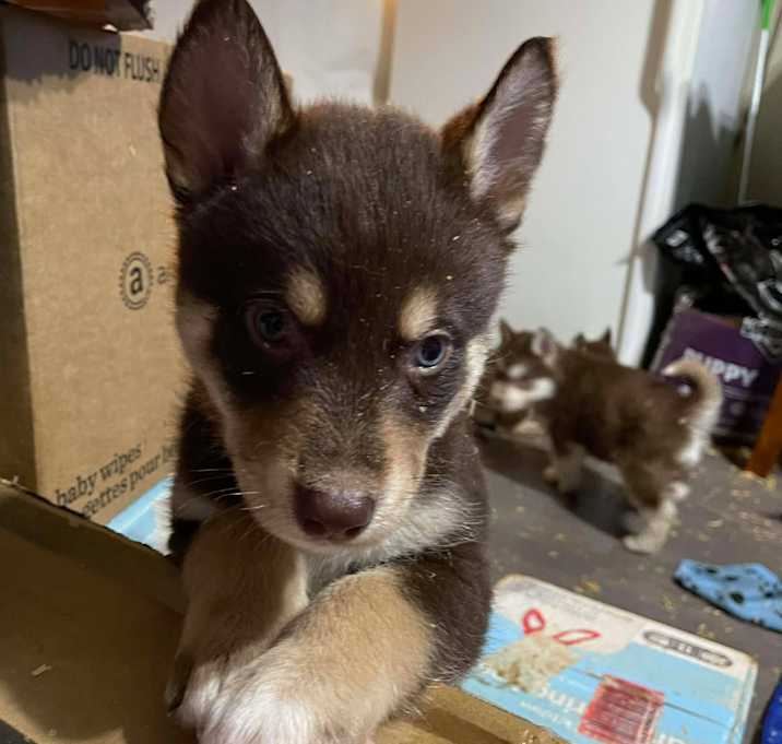 Photo of Lando (Dark Green Collar)