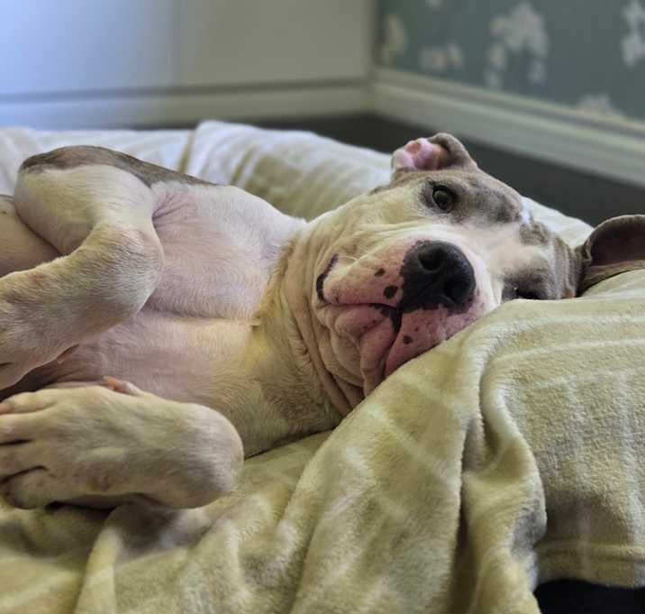 Photo of Buster Brown (C000-159) -*BY APPT*Chino Hills Location