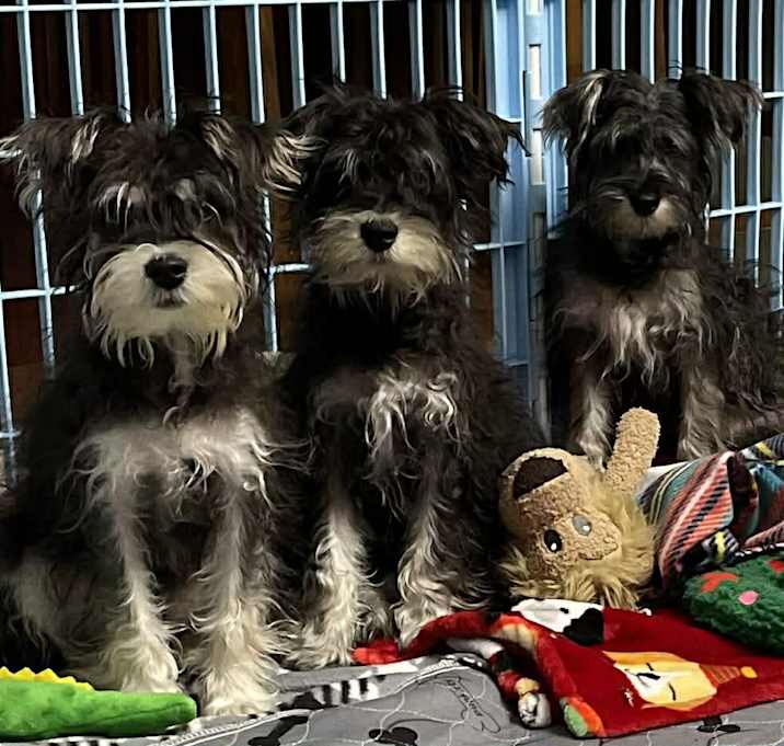 Photo of Alvin, Simon, Theodore