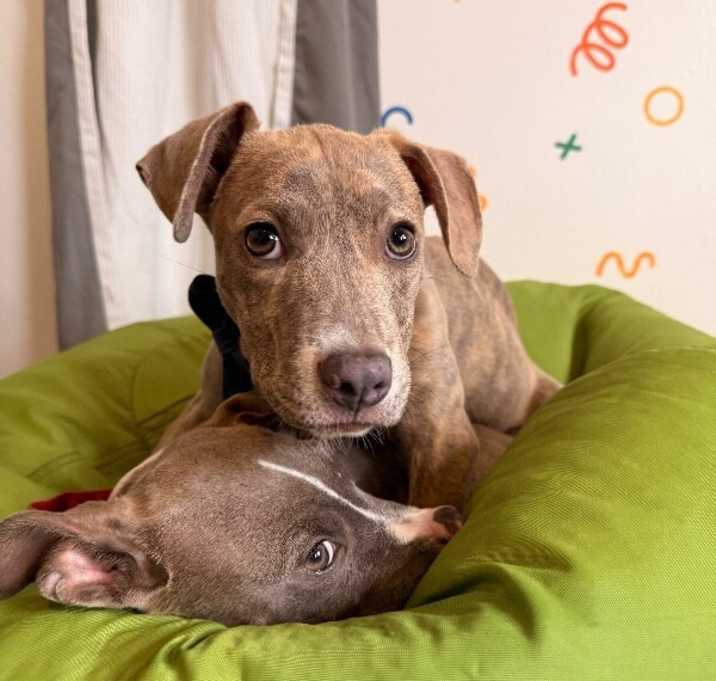 Photo of Tonya Terrific Trio