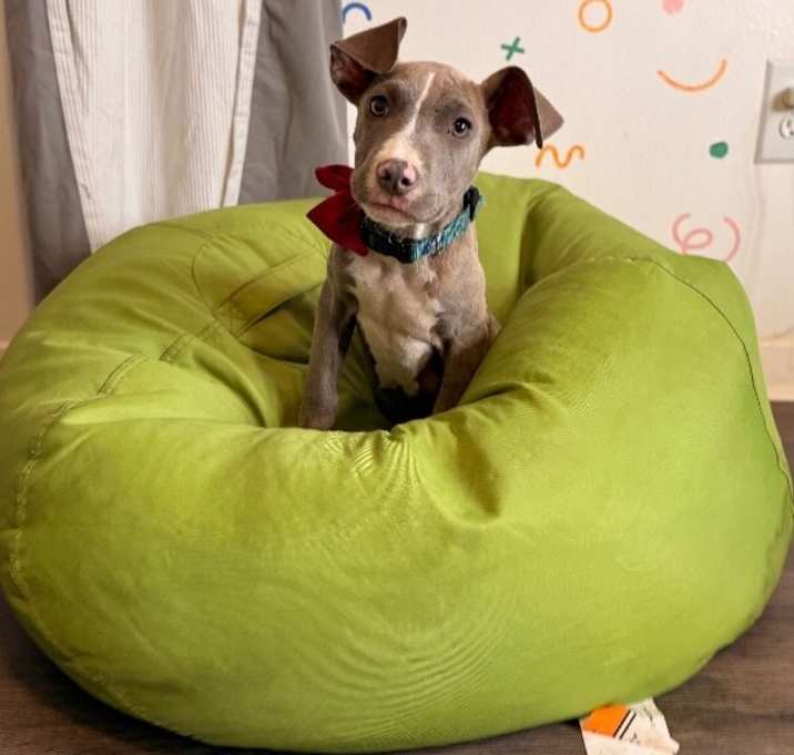 Photo of Tessa Terrific Trio