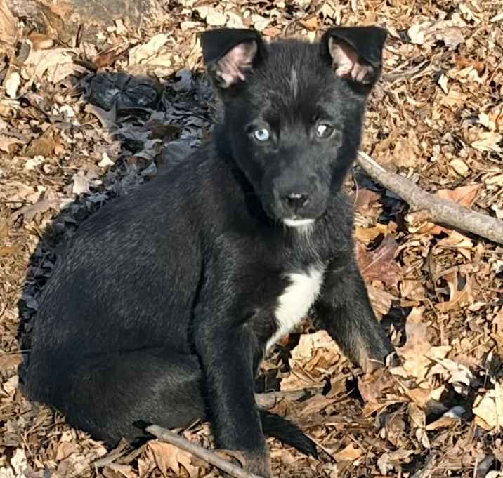 Photo of Wishing Star