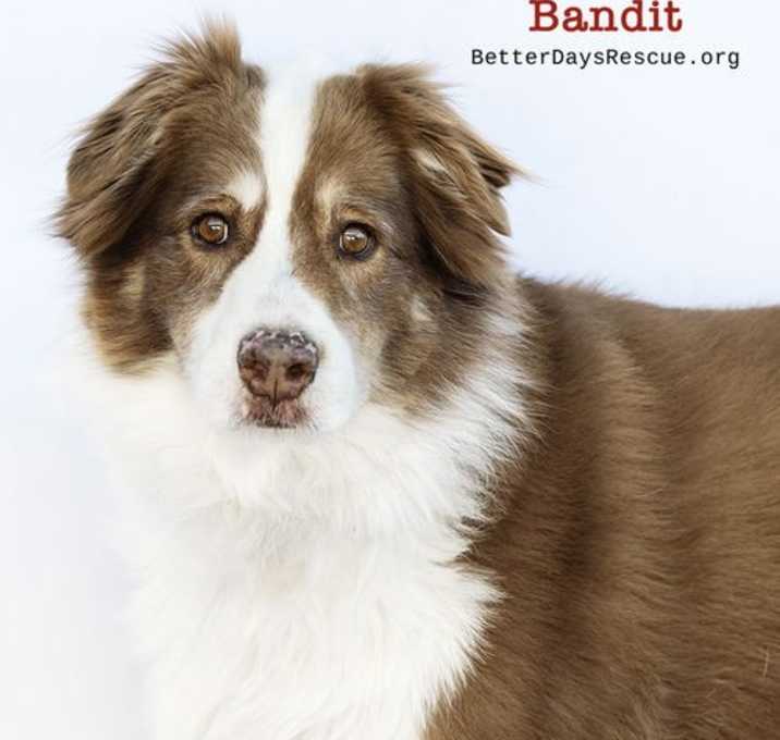 Photo of BANDITT