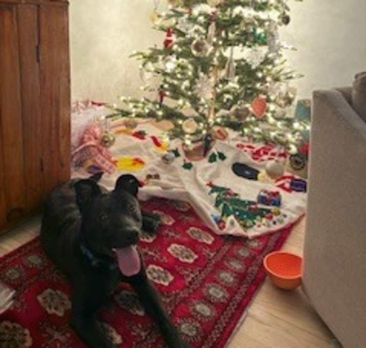 Photo of Genji (In Foster)