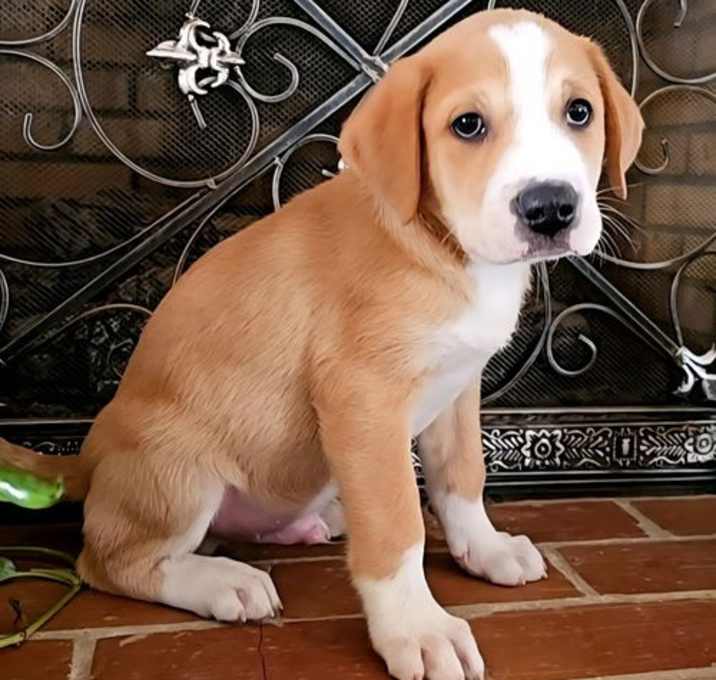 Photo of PUPPY SOUTH