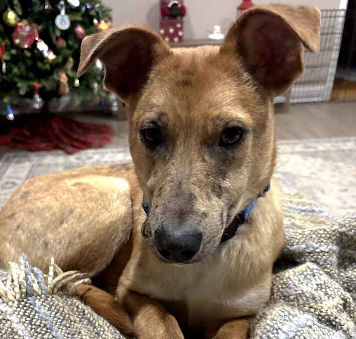 Photo of CT Payton (Fostered in Glastonbury, CT)