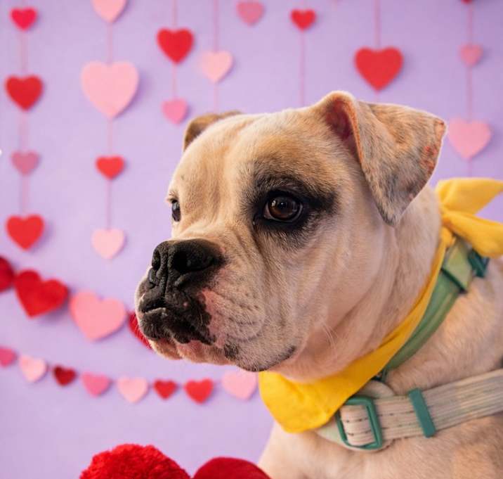 Photo of Scooby Doo Girls - Velma