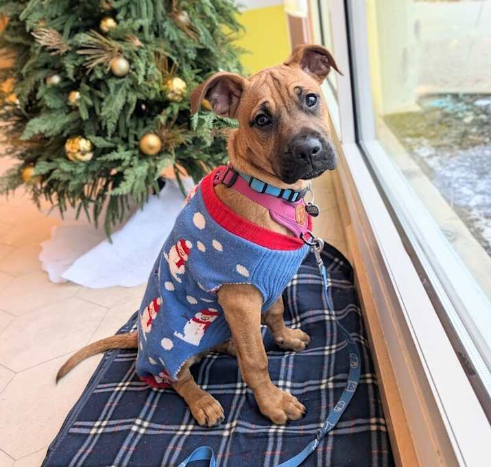 Photo of Bennie - Pending adoption