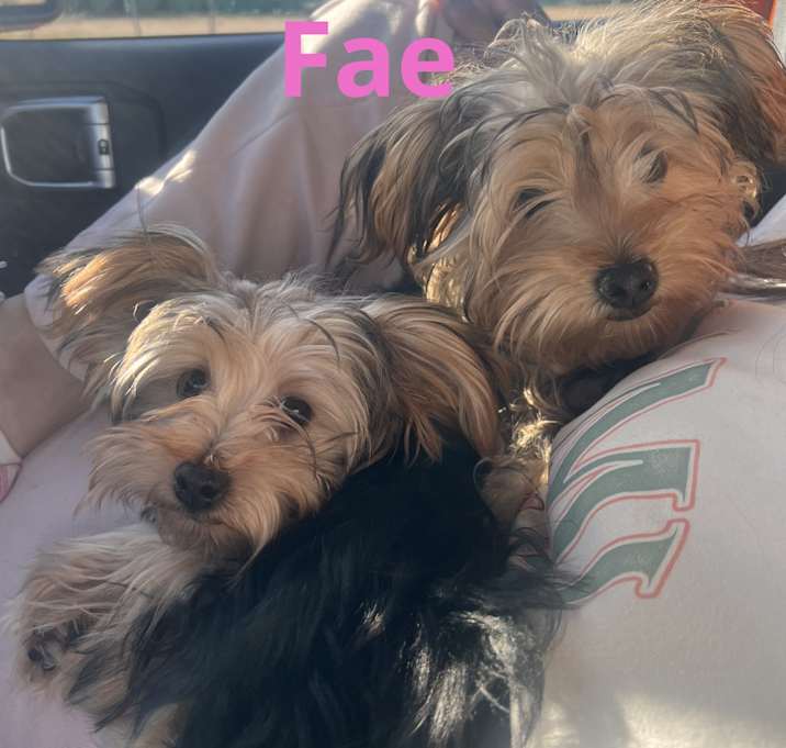 Photo of Daisy Mae and Fae