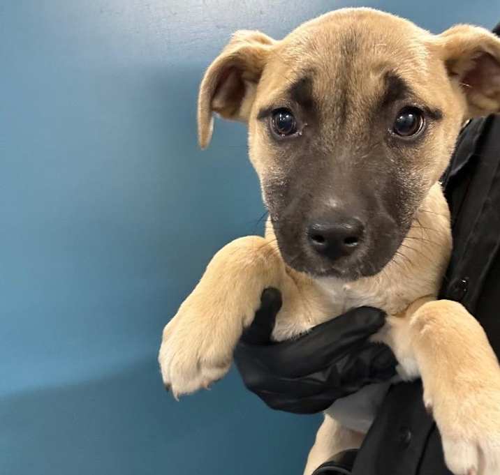 Photo of wells puppy 3