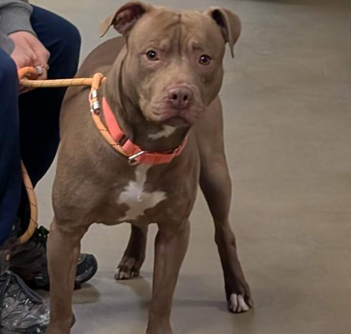 Photo of Brownie Pie