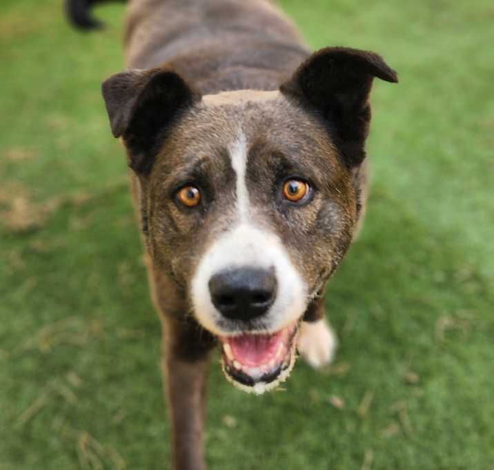 Photo of Oreo Cookie JuM