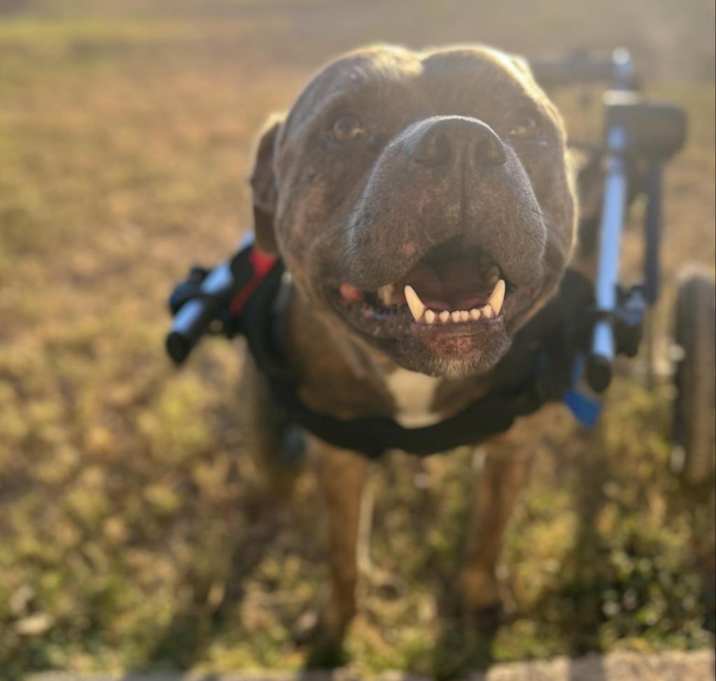 Photo of Forrest Gump AG aka Hardy JuM