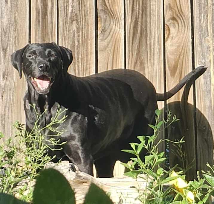 Photo of Koko AKA lovebug RE