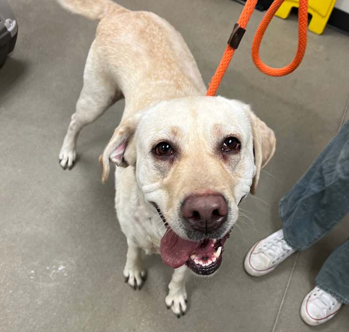 Photo of YORK-Stray-14633