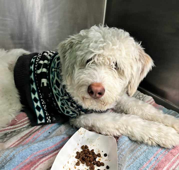 Photo of Archie (Snow)