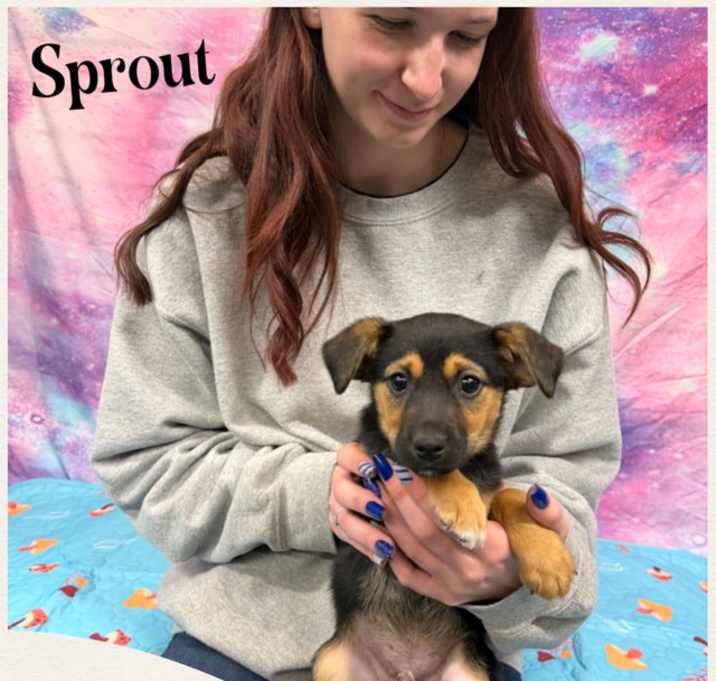 Photo of Sprout