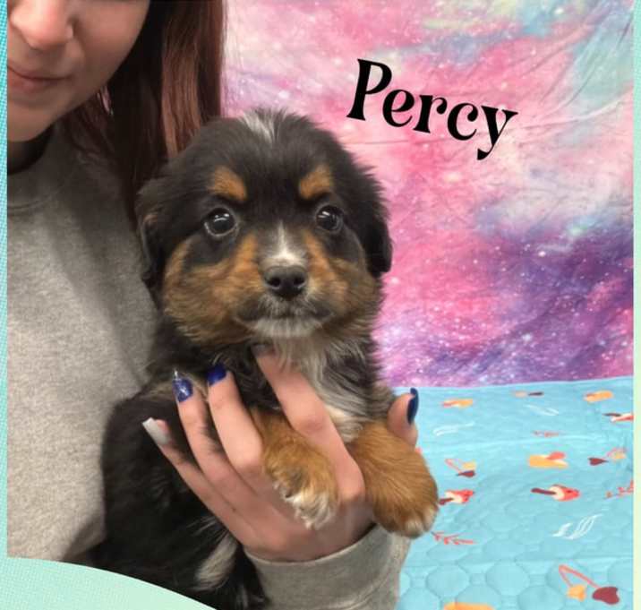 Photo of Percy