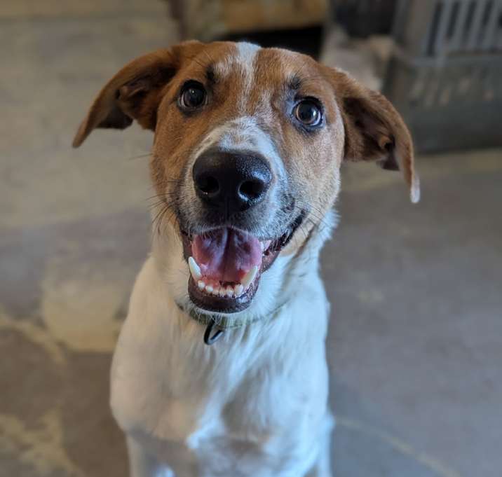 Photo of Mango Tango