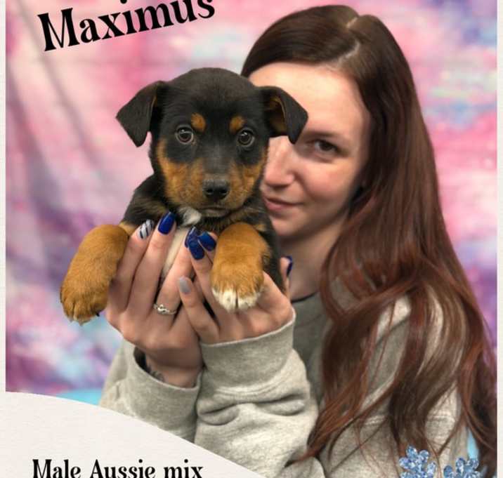 Photo of Maximus