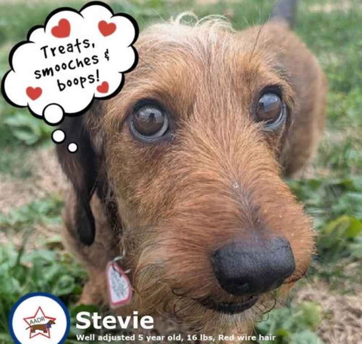 Photo of Stevie in TN