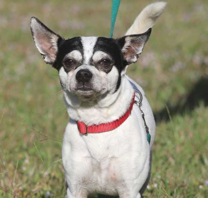 Photo of Bandito - Medical Hold HWT