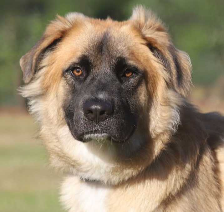 Photo of Jagger - Medical Hold HWT