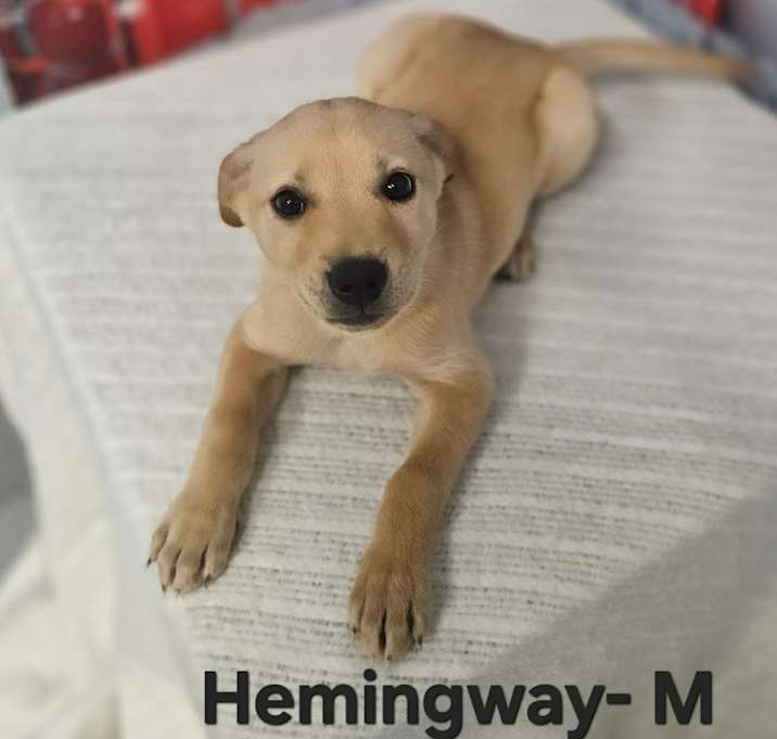 Photo of Hemingway
