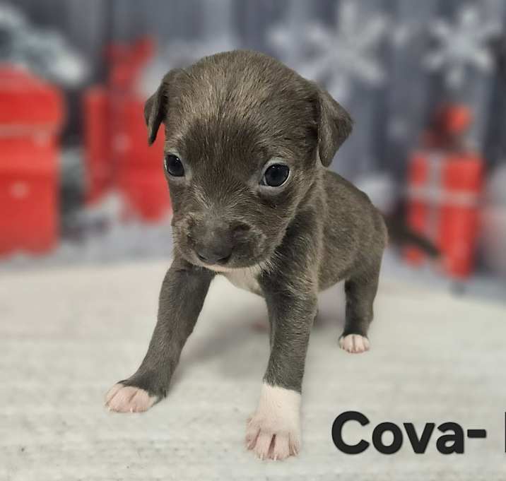 Photo of Cova
