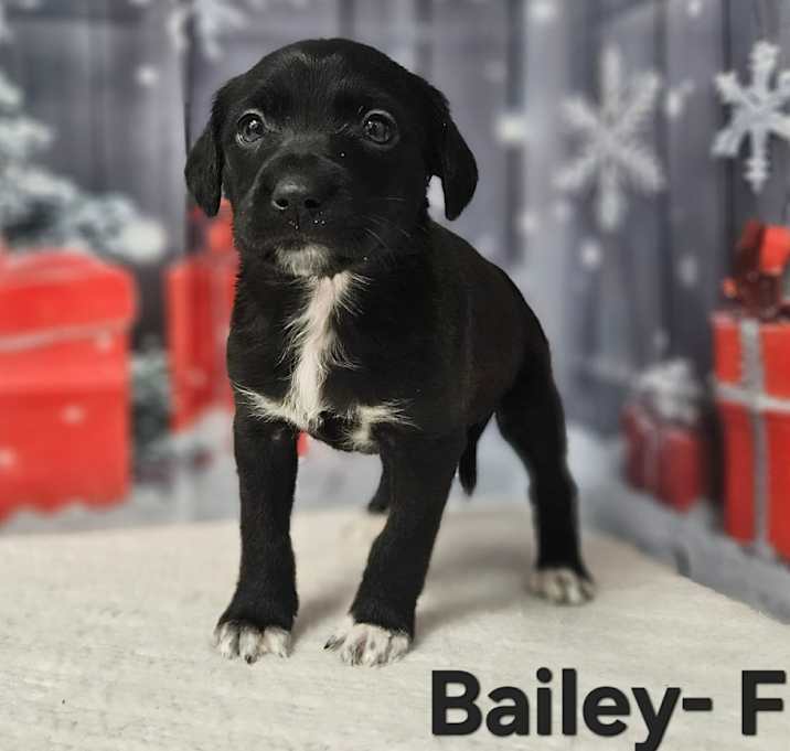 Photo of Bailey
