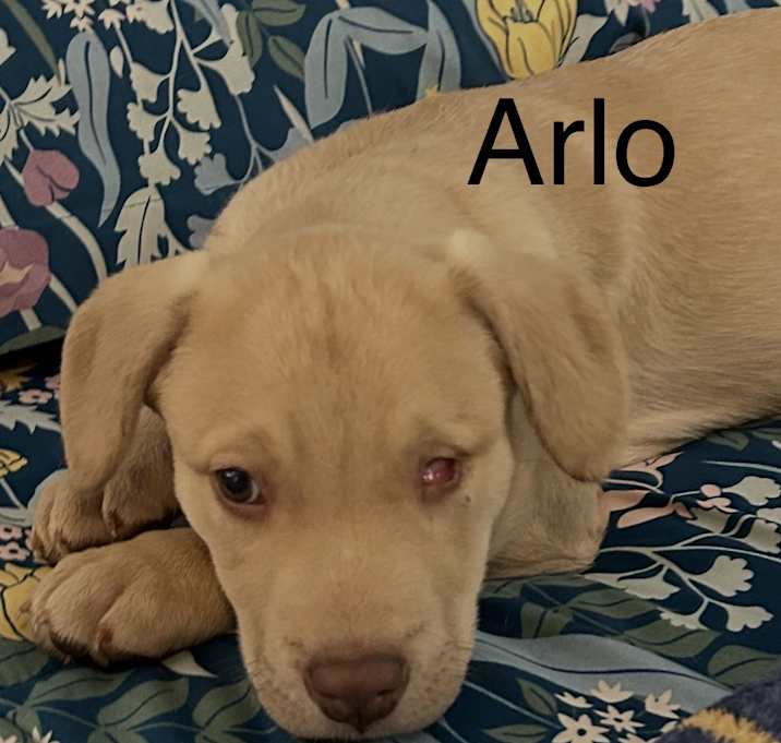 Photo of Arlo