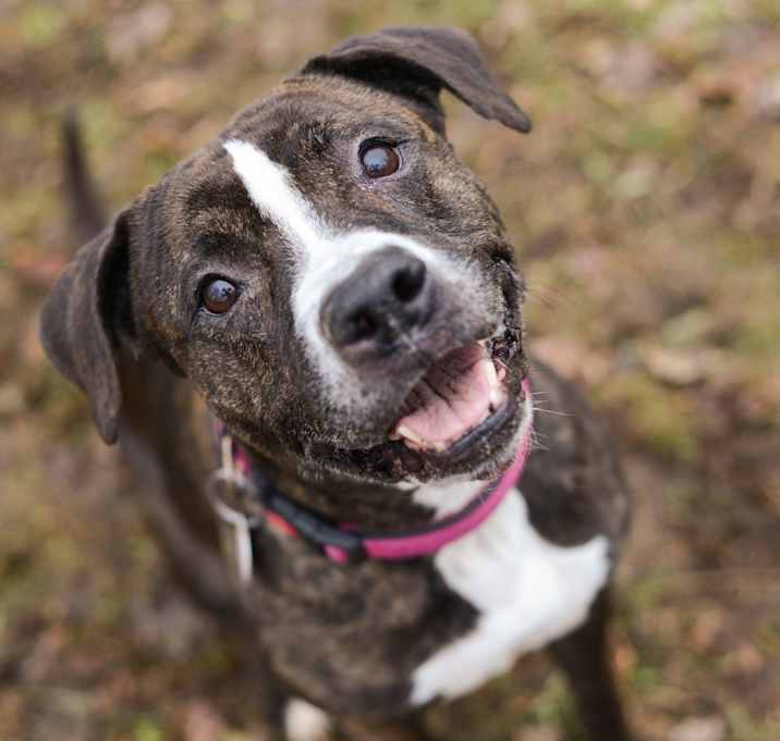 Photo of Black Beauty