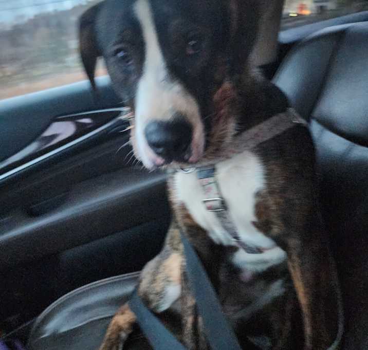 Photo of Princess and Dolce