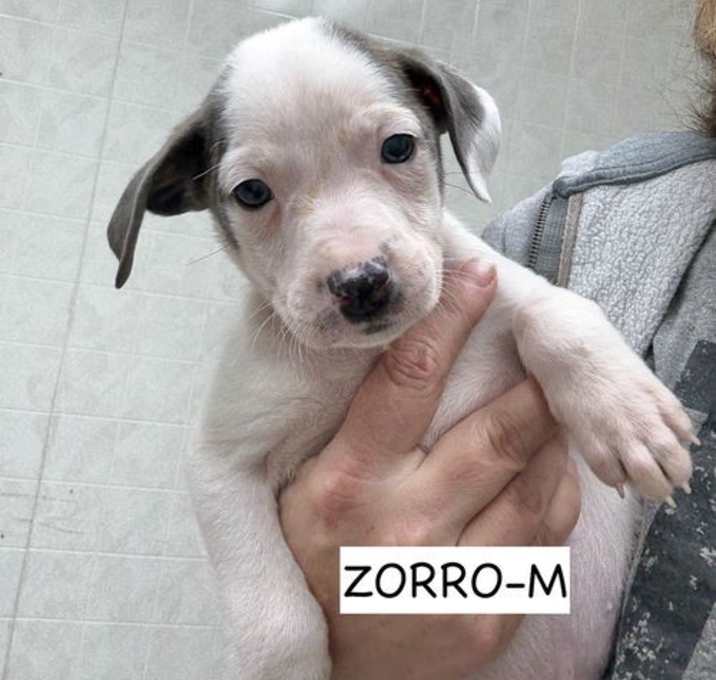 Photo of Zorro