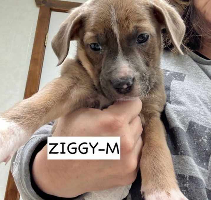 Photo of Ziggy