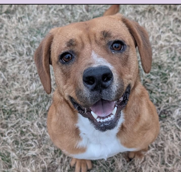 Photo of Butterscotch